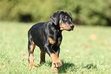 DOBERMANN 353